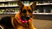 Ledson Halsband fr Hunde orange/LED rot